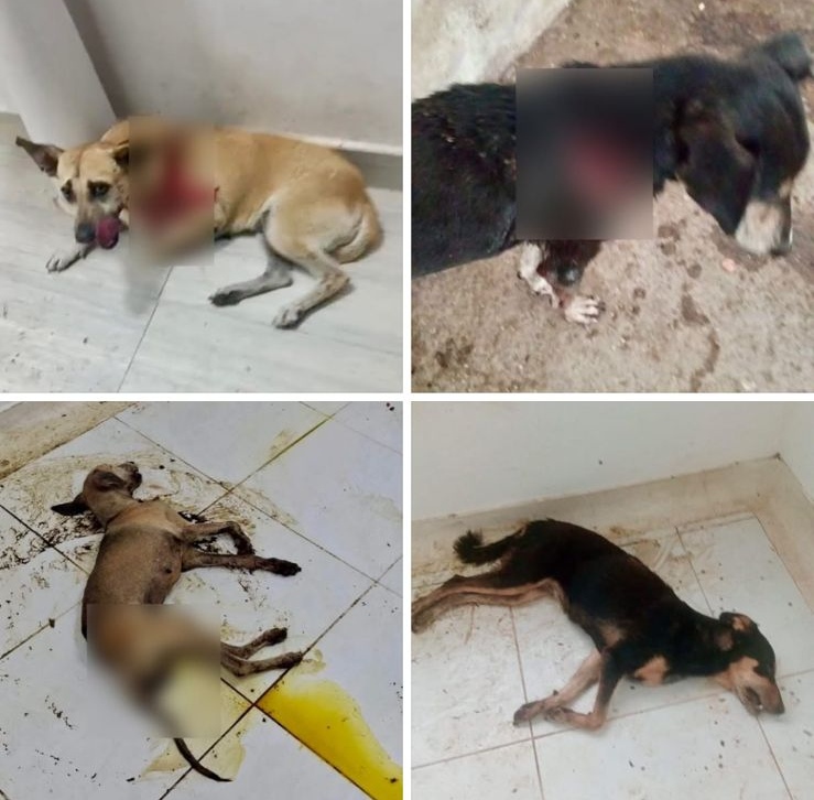 Indignación por presunto maltrato animal en albergue público de El Espinal, Tolima