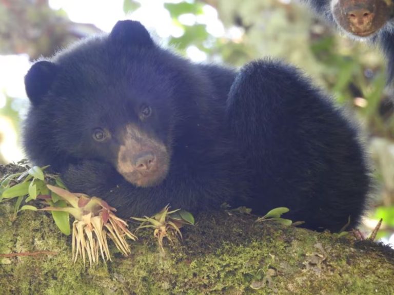 Huila, territorio clave para la conservación del oso andino en Colombia